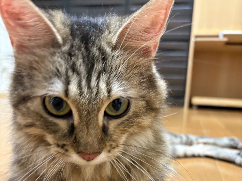 レスキューした長毛猫♀くるみ2〜3歳