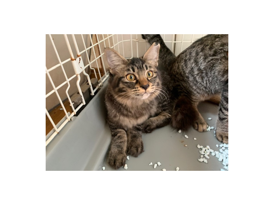 もふもふ半長毛