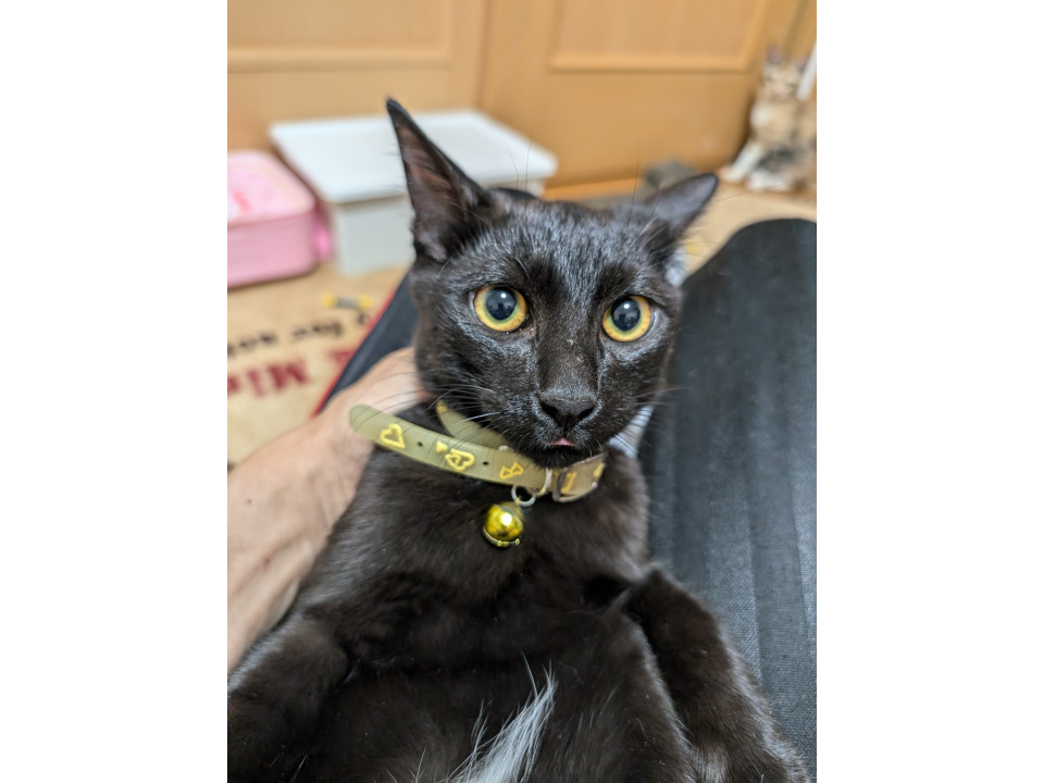 黒猫ちゃん男の子