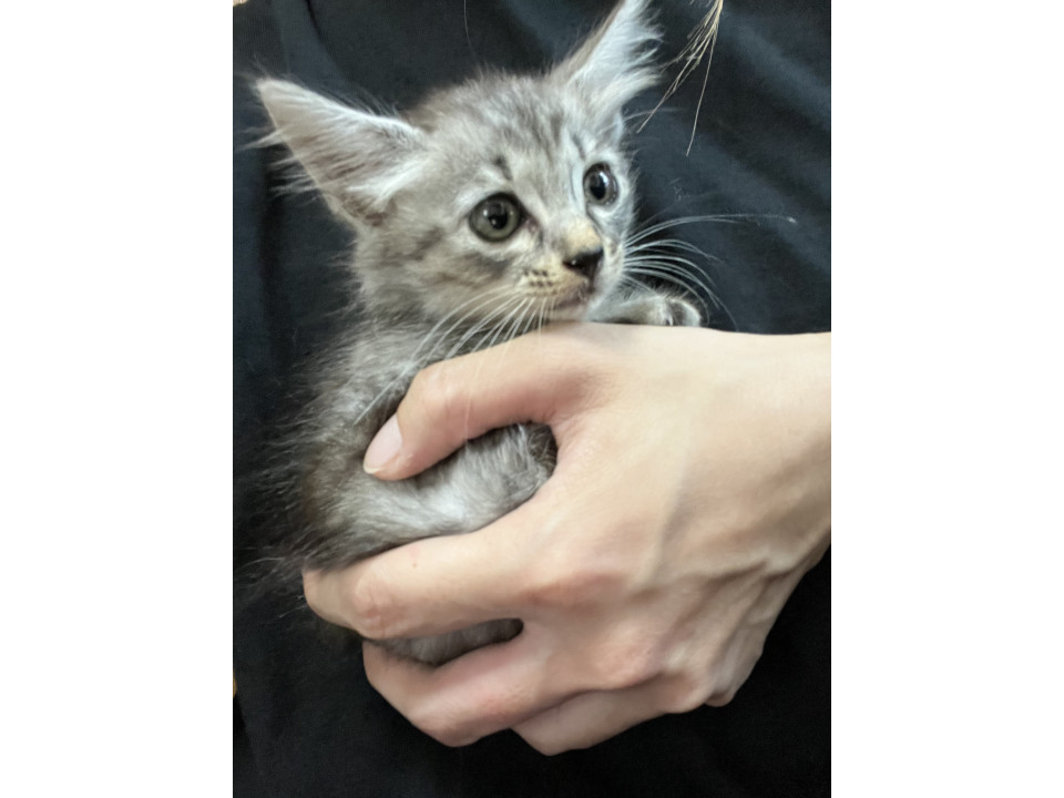 かわいい仔猫?⬛