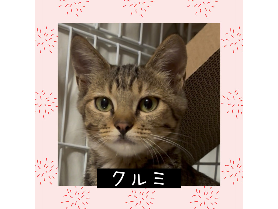 甘えん坊の麦わら猫❤️クルミ