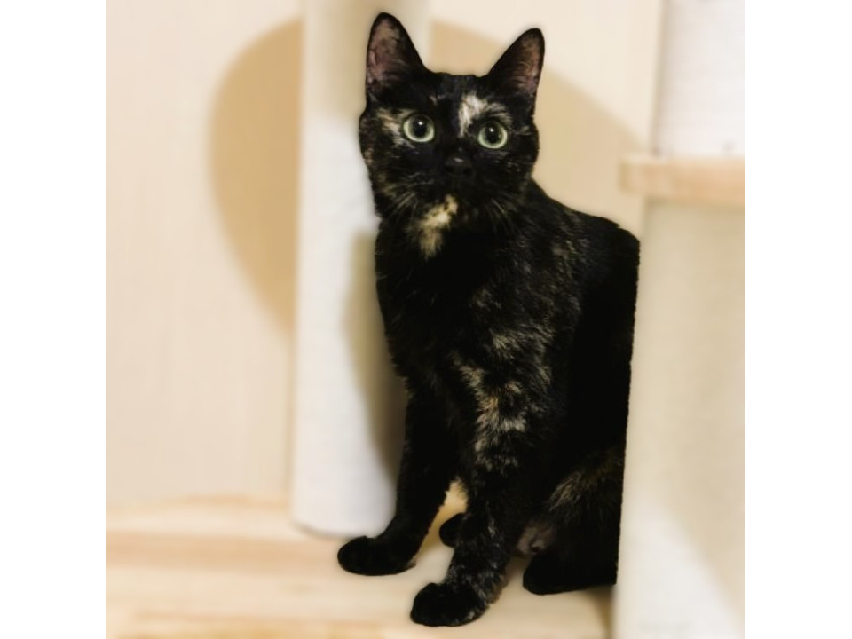◆10/4◆まん丸顔グリーンの瞳の美猫❤