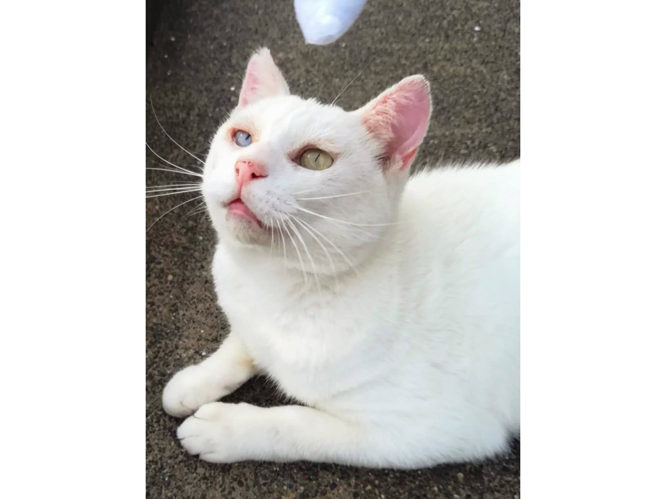 甘えん坊愛が重いオッドアイ白猫♂推定3才