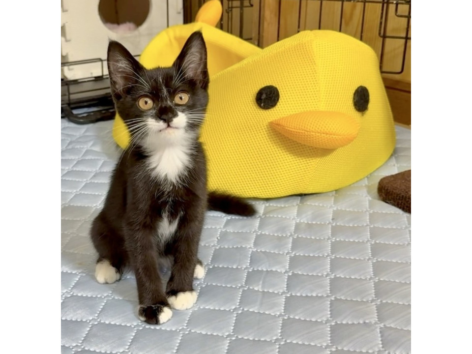 ガリガリで庭にやって来た仔猫☆里親募集!