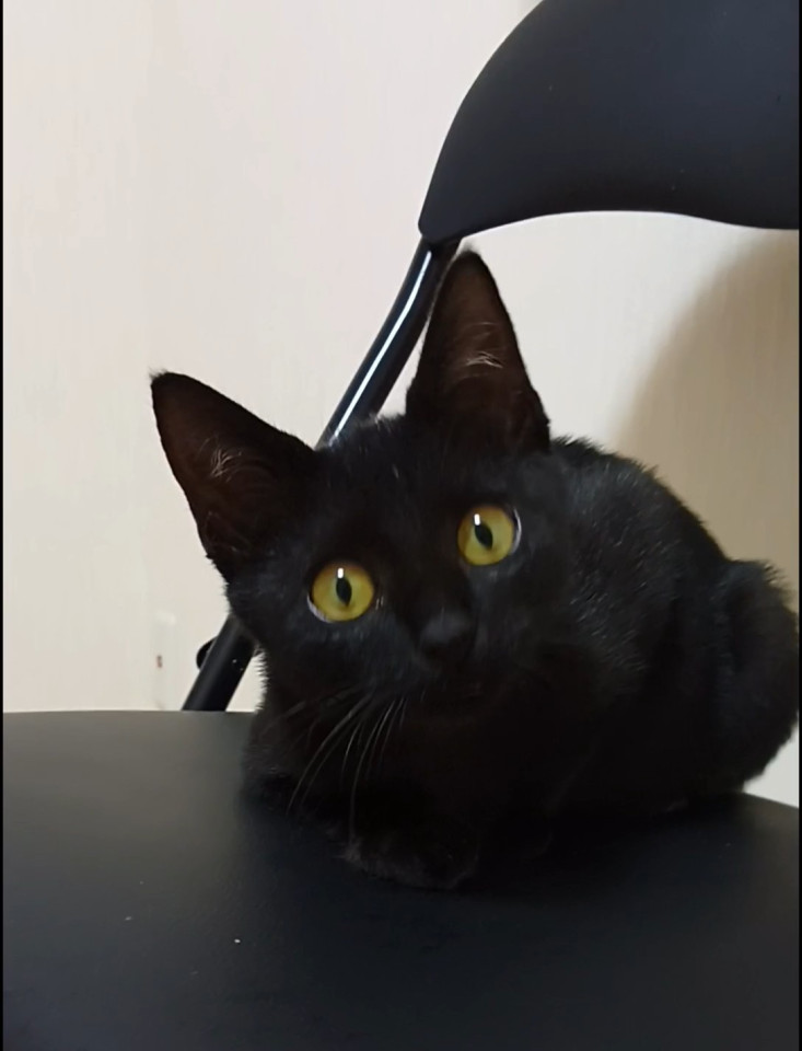 キレイな黒猫ちゃん