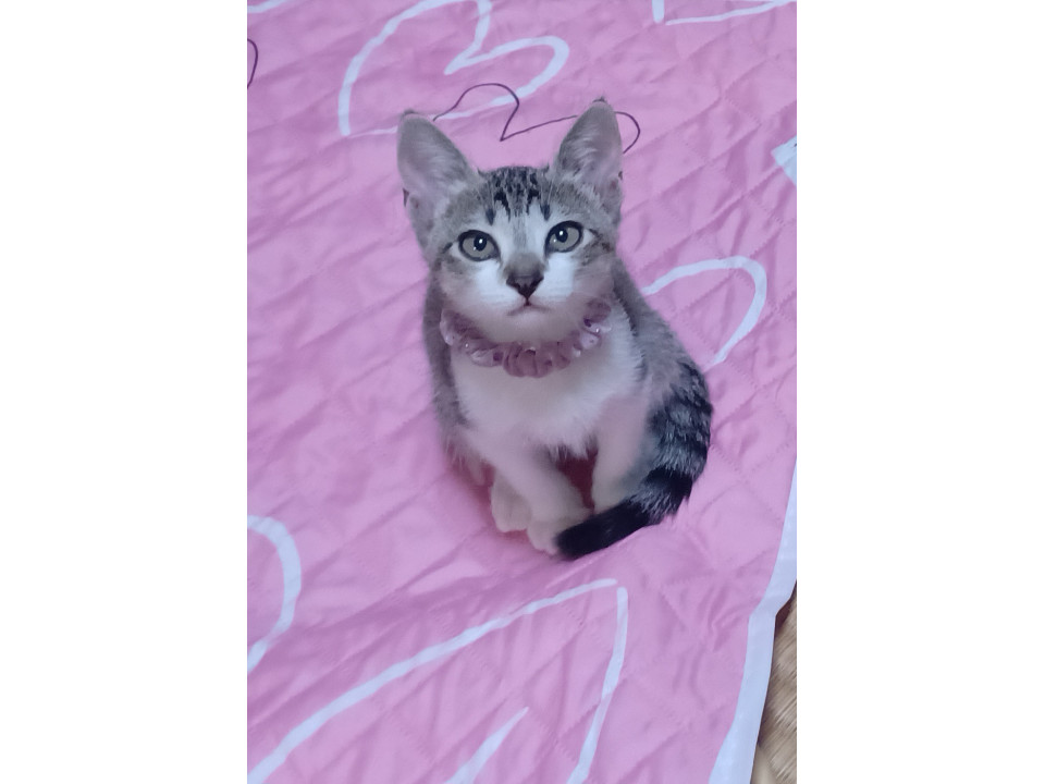 4姉妹の甘ったれ上手 りり
