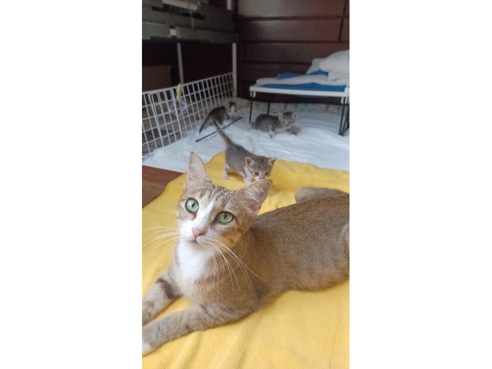 モデルの様な綺麗で可愛い、ママ猫