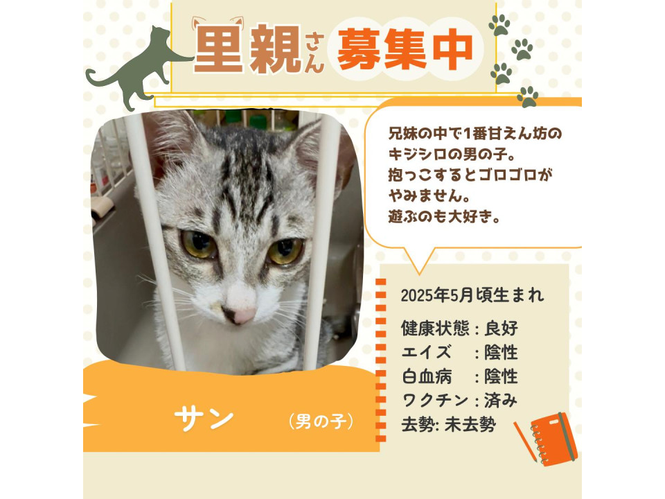 甘えん坊のサバ白の男の子