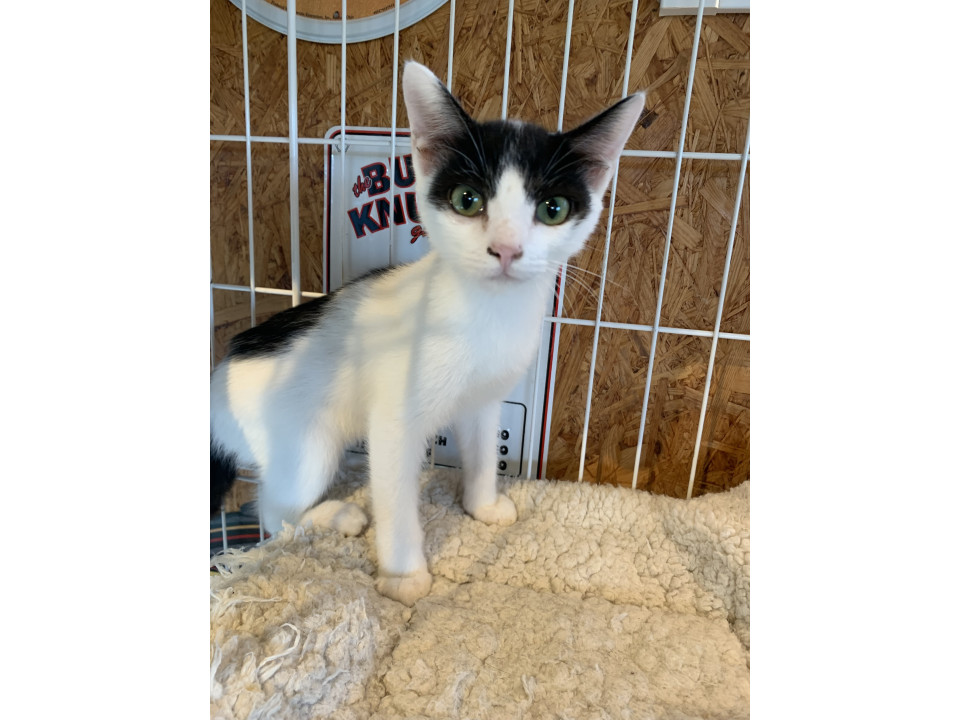 とっても懐っこいユニークなハチワレ美少年