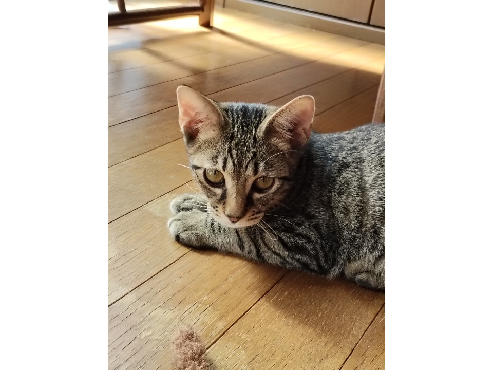 人、猫、犬大好きな元気な子です。
