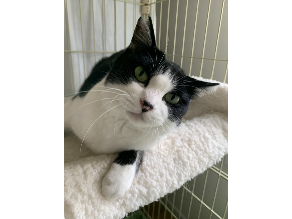 穏やかで人慣れ抜群のハチワレ美猫