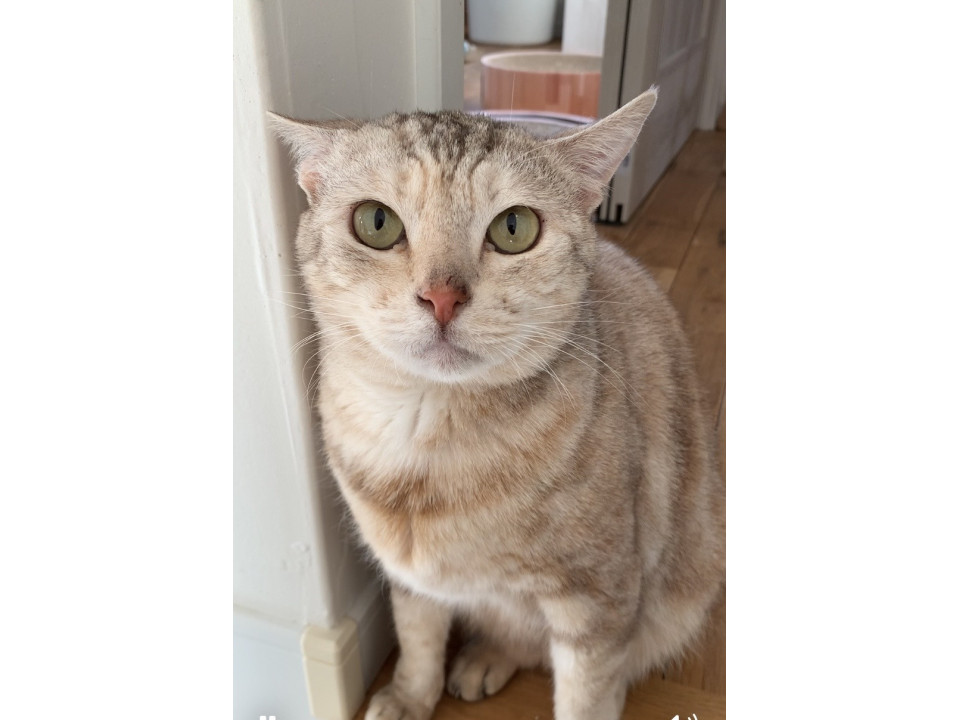 人間が大好きな甘えん坊なパステルサビさん