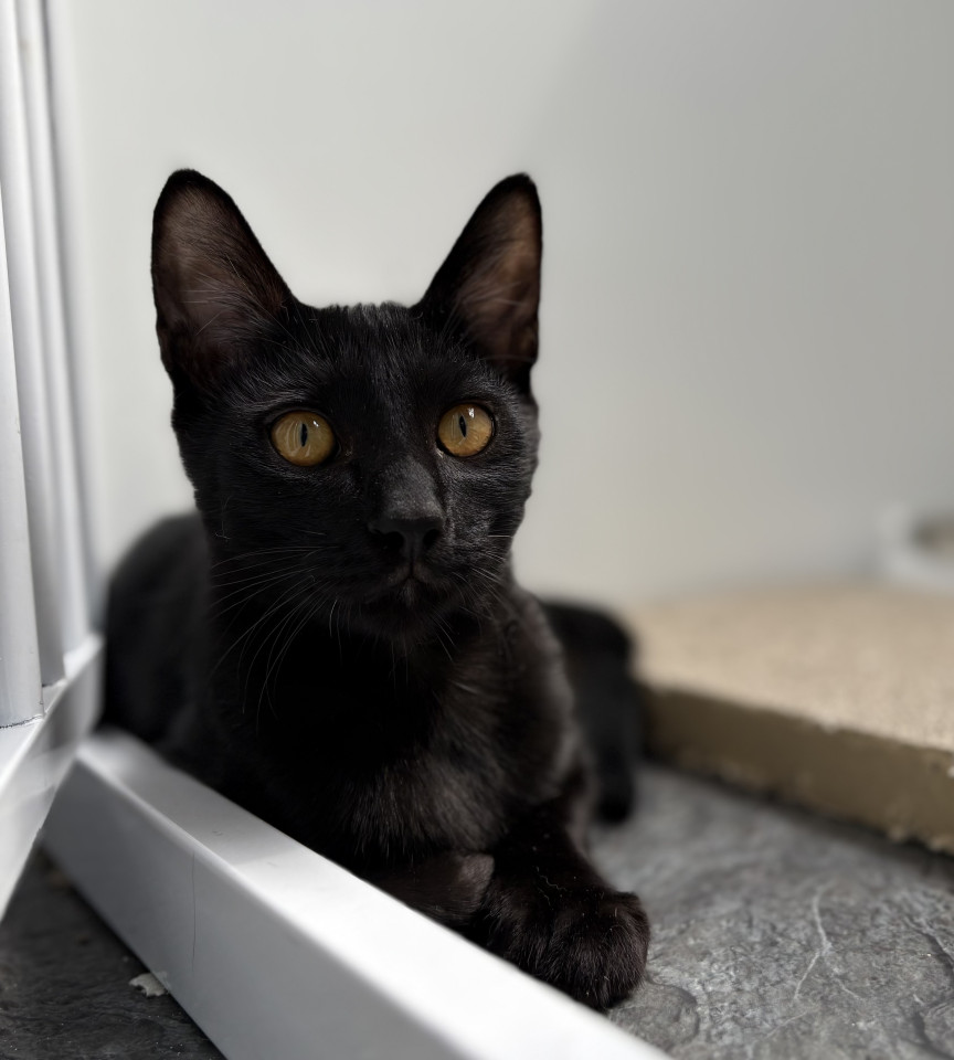 ちょっとビビリなイオくんです