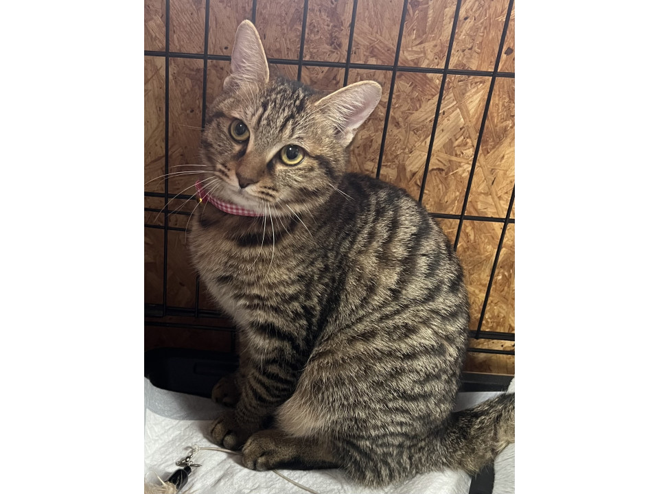 譲渡会参加予定動画ありチワワちゃん