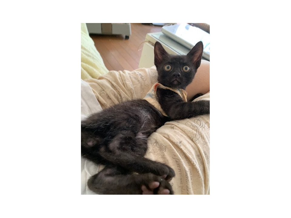お膝大好き人懐こい黒猫