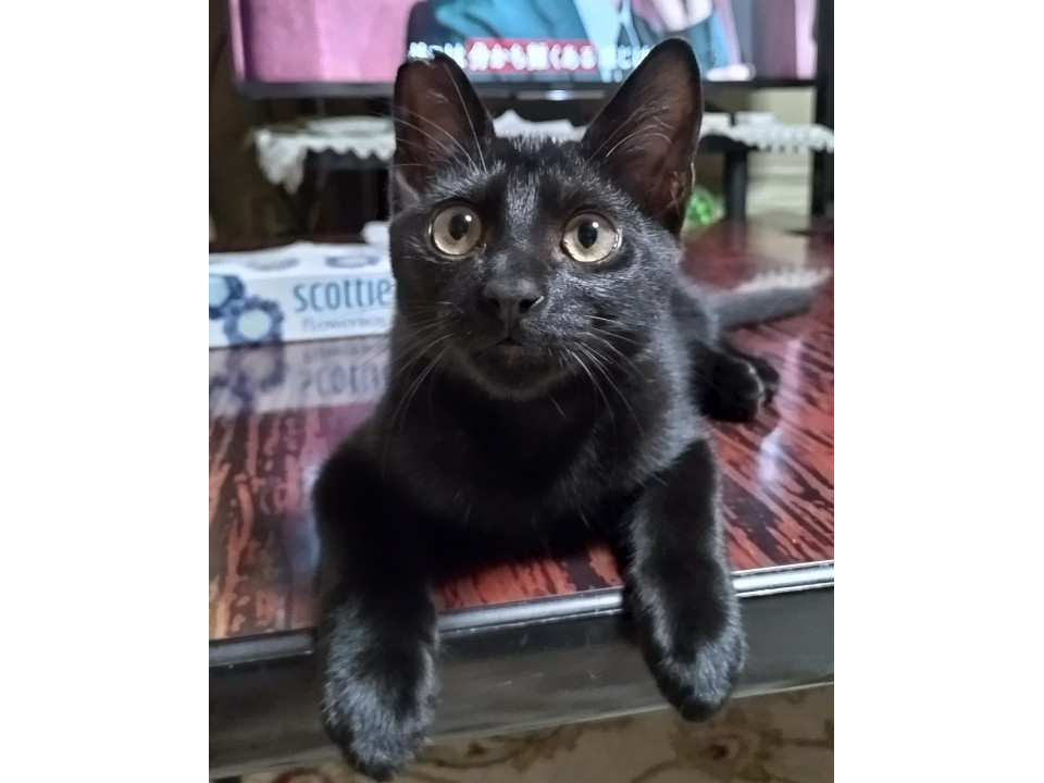 4ヶ月の 甘えん坊 黒猫仔猫