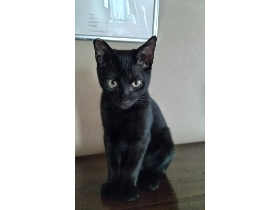 猫]宮城県仙台市泉区の里親募集 4ヶ月の 甘えん坊 黒猫仔猫