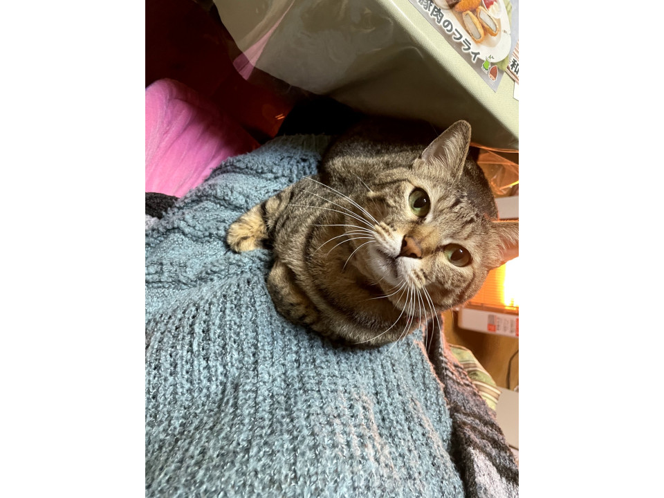 超甘えたギジトラ