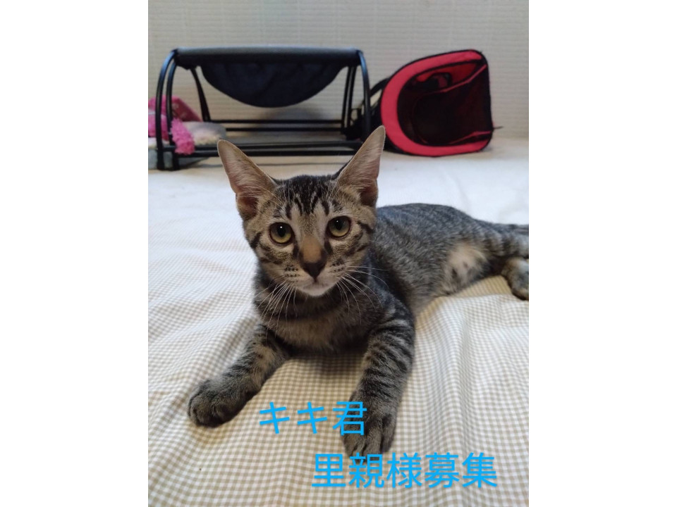 キラキラお目々のキジトラくん