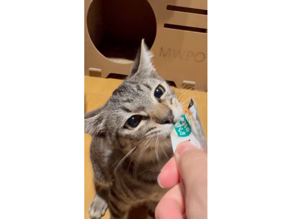 ナデナデ大好き甘えん坊なビビちゃん