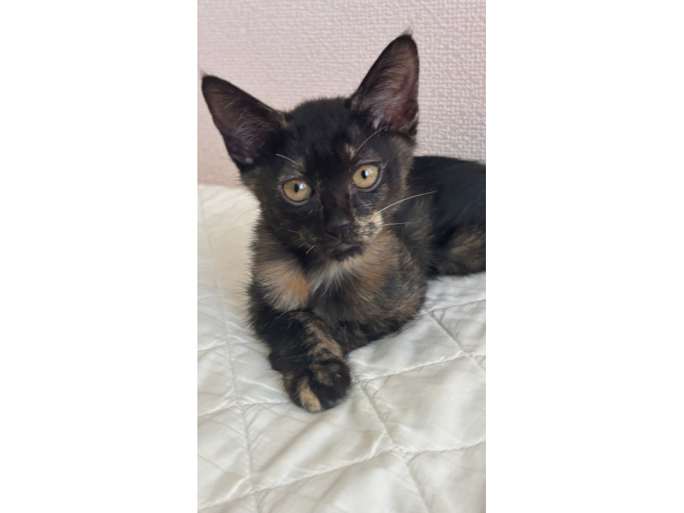 とにかく甘えん坊のさび猫ちゃん