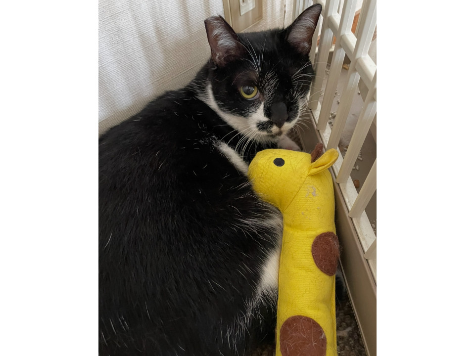 静かなメス猫 ぽんちゃん2才半