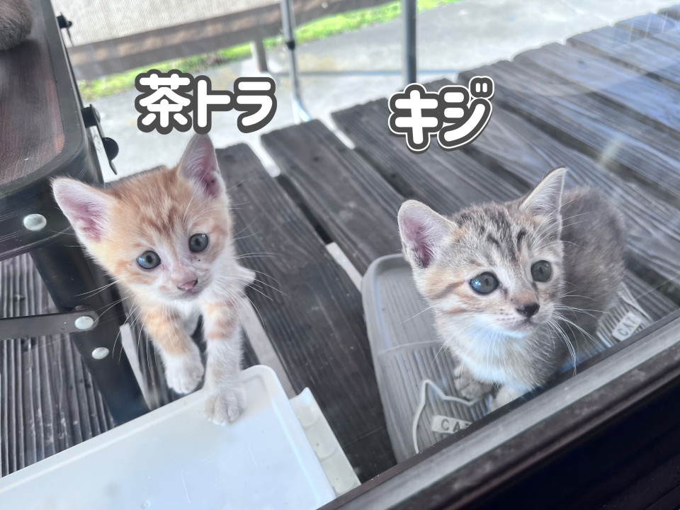 約2ヶ月弱の茶トラくん