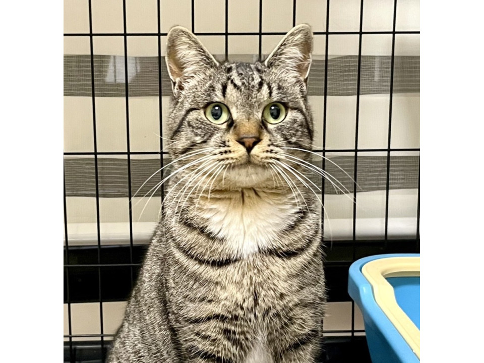 お返事ねこ☆大型ねこ☆穏やか