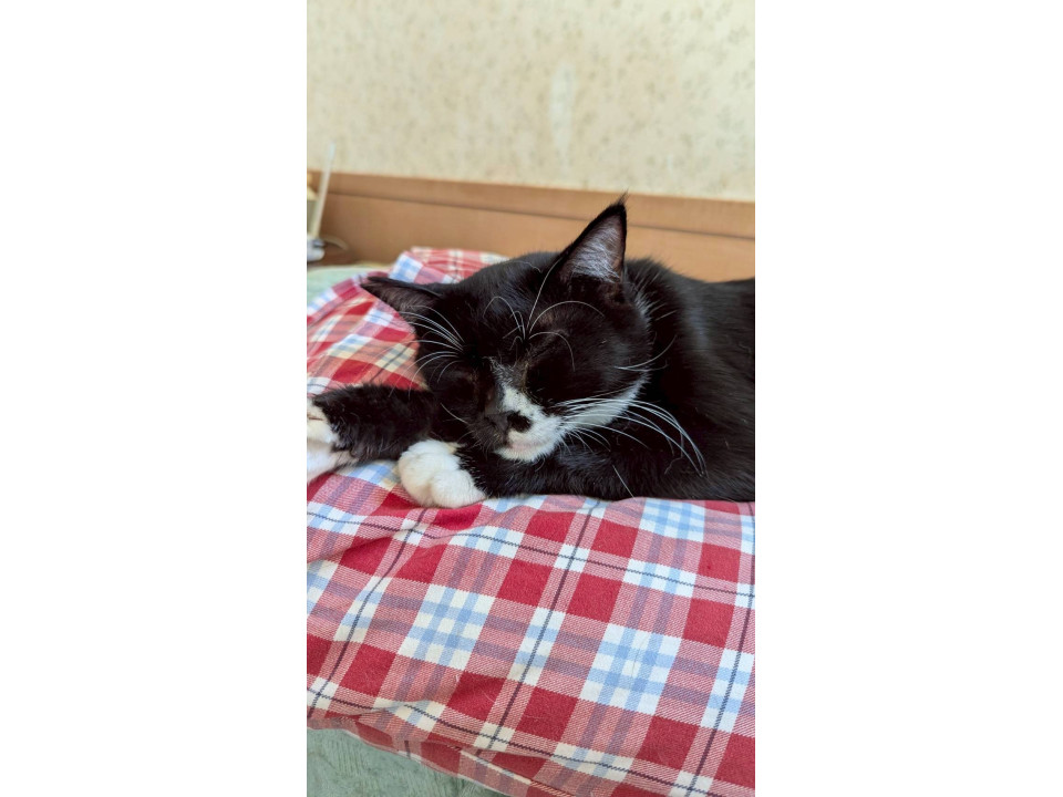 人慣れＮＯ.１⭐︎オグリくん