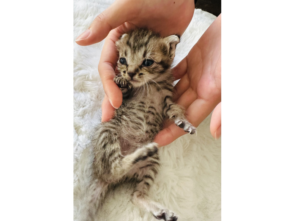 生後20日くらいのミルクっ子です