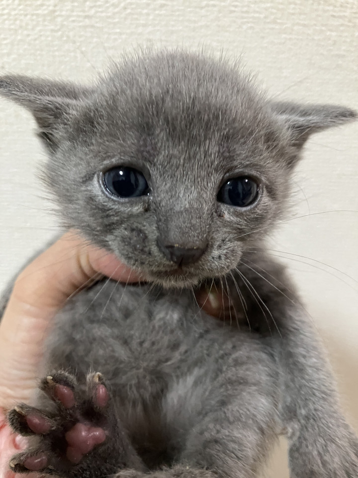 可愛い子猫ちゃん そろそろ1ヶ月です★