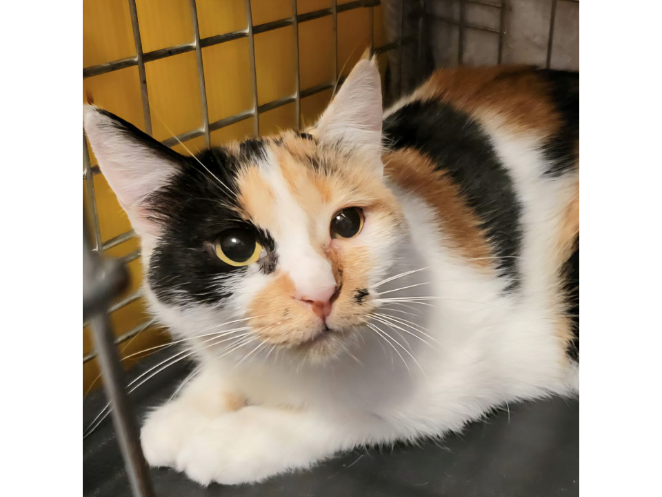 ポッチャリわがままボディのこいちゃん♀