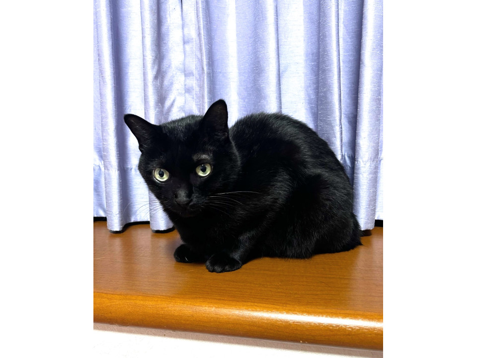 助けてください!!!猫3匹