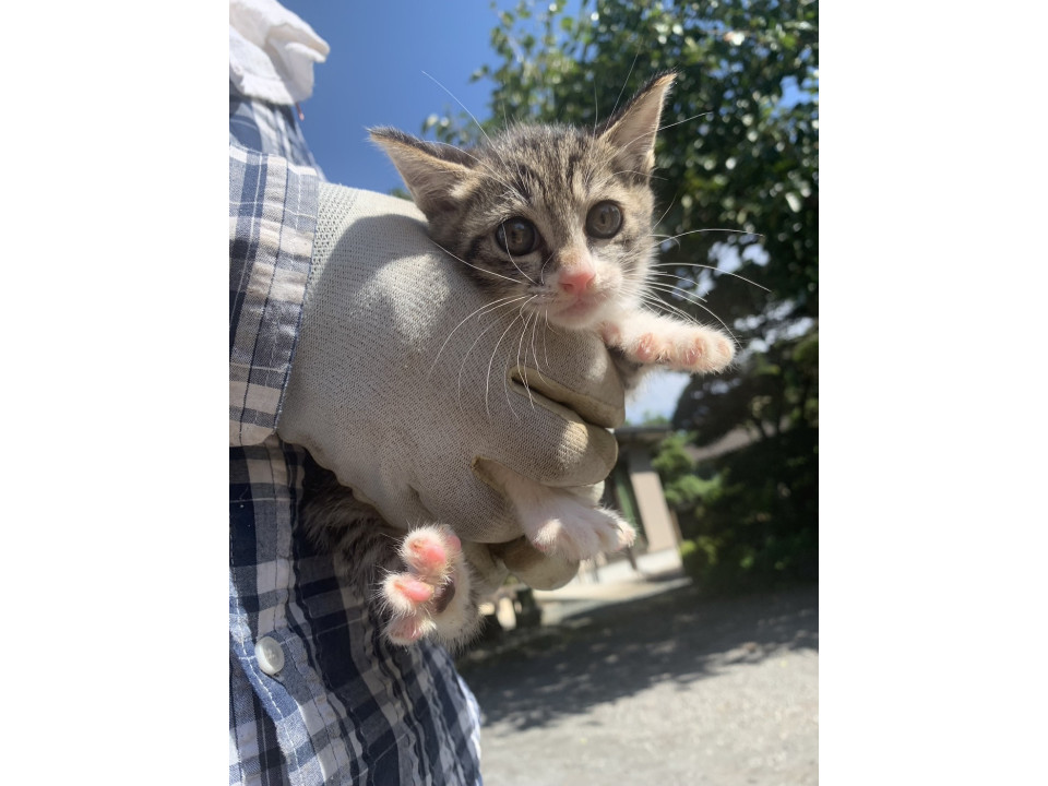 元気いっぱい甘えん坊の子猫です