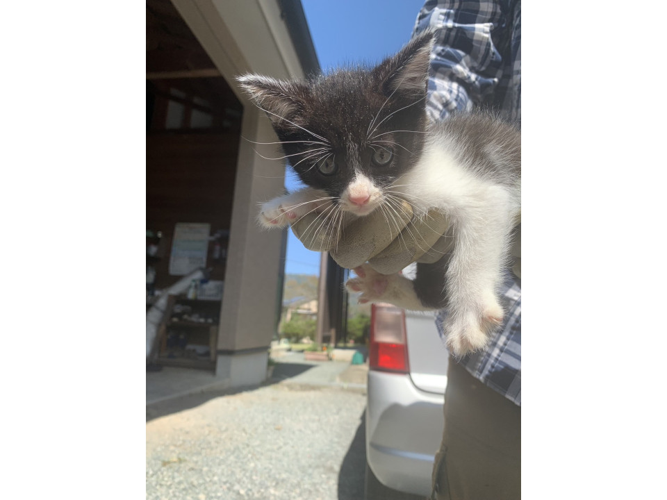 マイペースでよく寝る子猫です