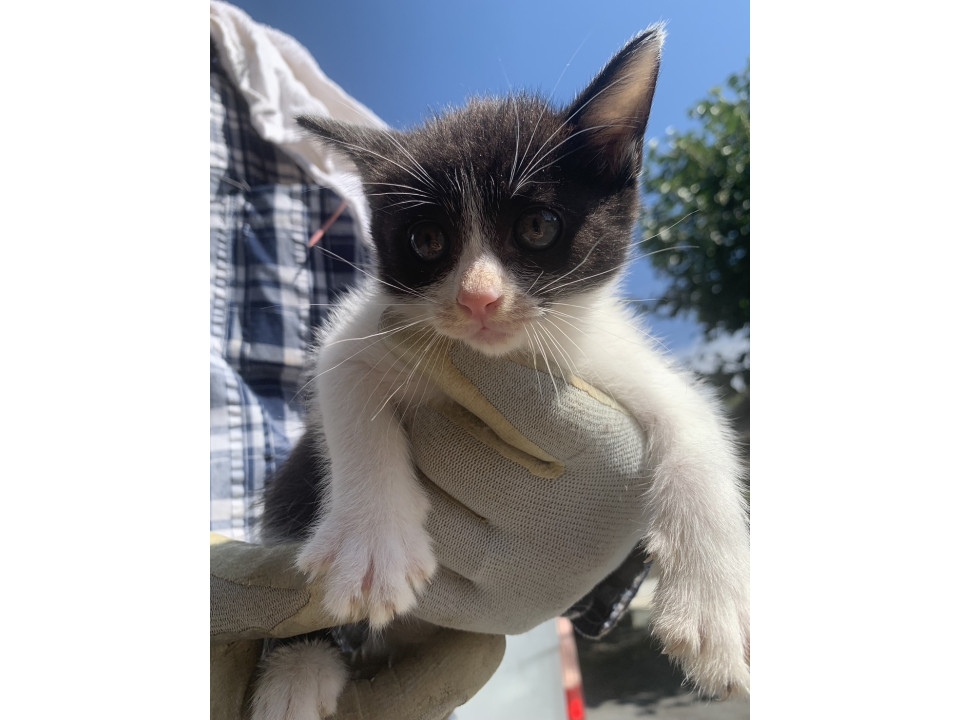 食欲旺盛な元気な子猫です