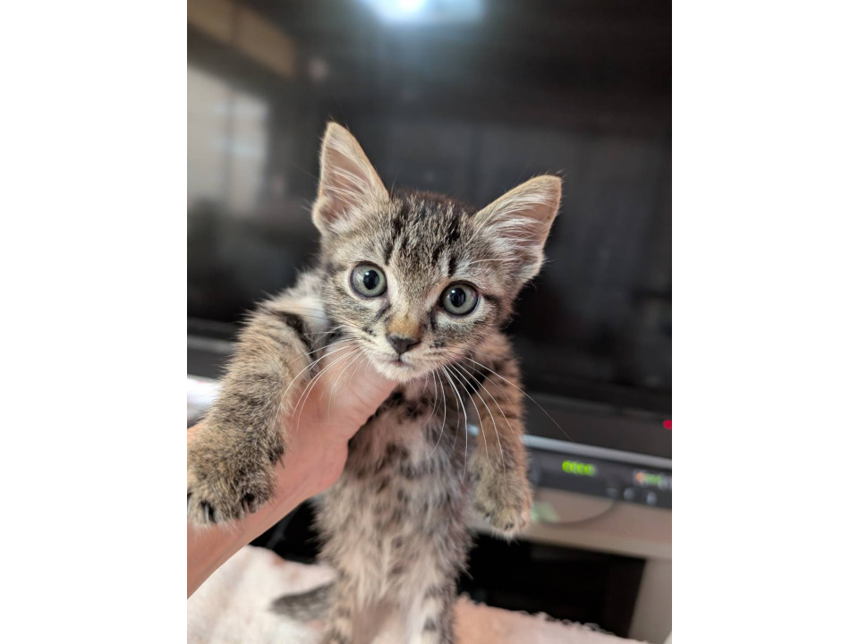甘えん坊のかまってちゃんのキジトラ