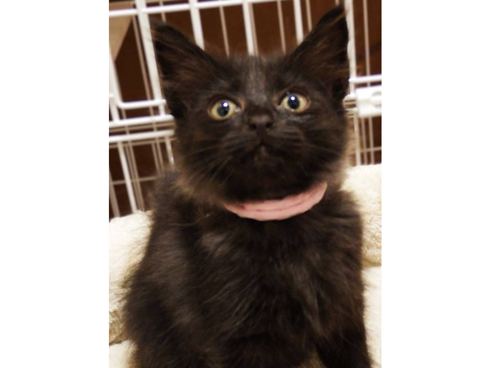 黒猫長毛ちゃん♡公園で保護!