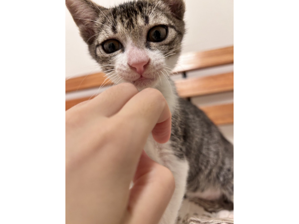 人が大好き甘えん坊のニコちゃん