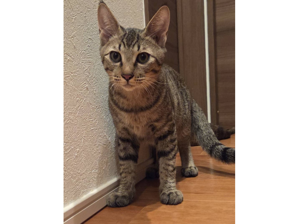 おっとり大人しい猫さんです♪