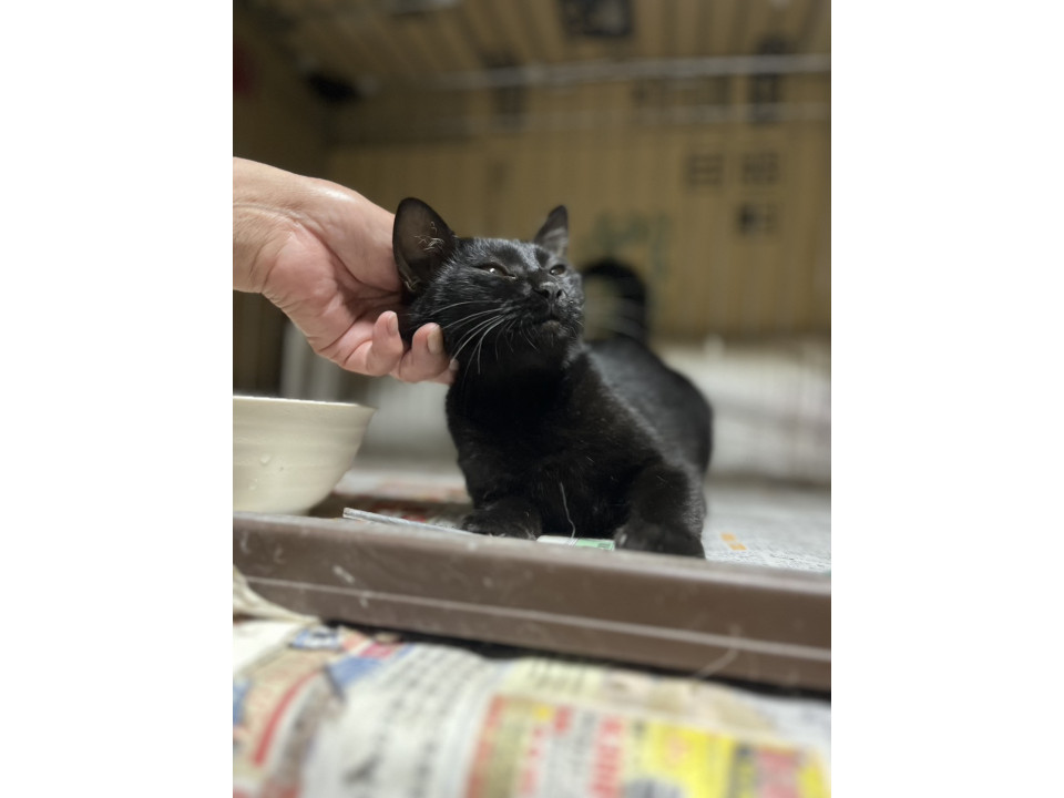 しっぽ 長い黒猫女の子