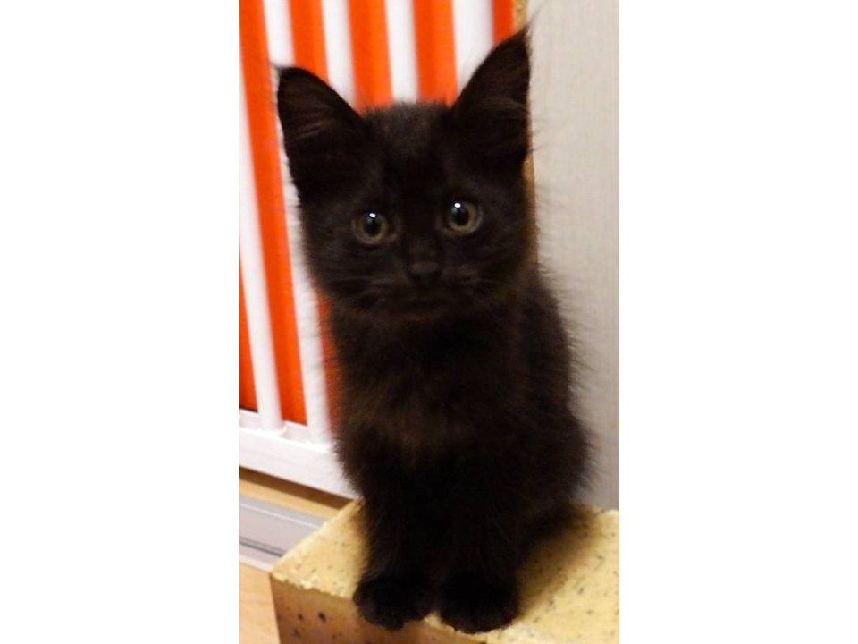 黒猫長毛くん☆公園で保護☆