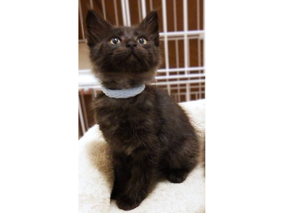 黒猫長毛くん☆公園で保護☆