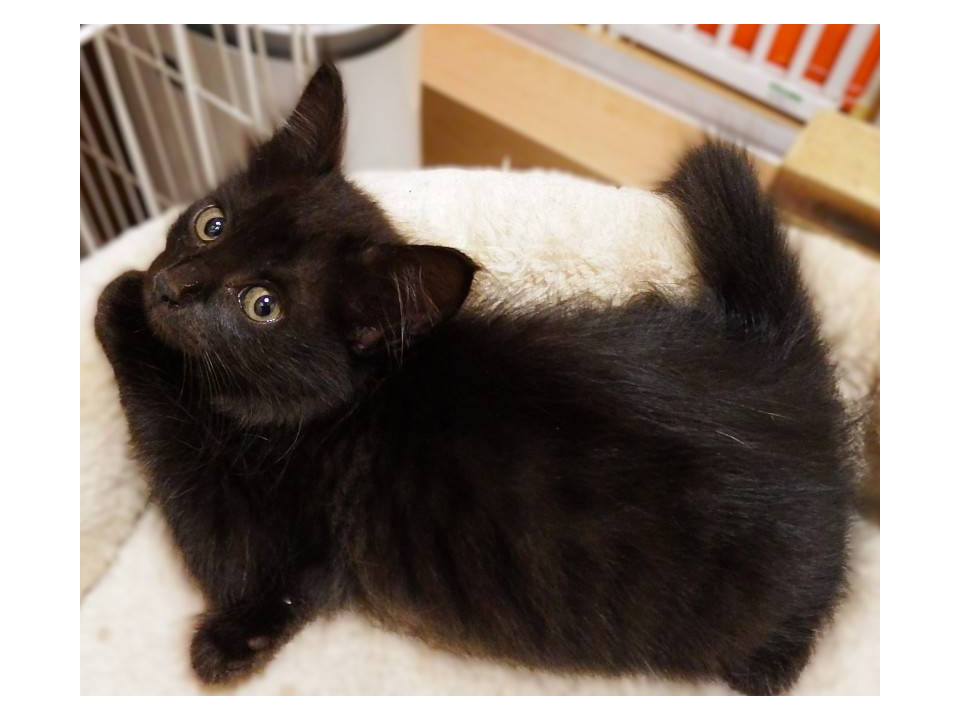 黒猫長毛くん☆公園で保護!