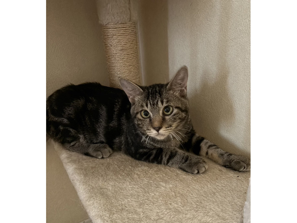 アメショ柄のシンバくん