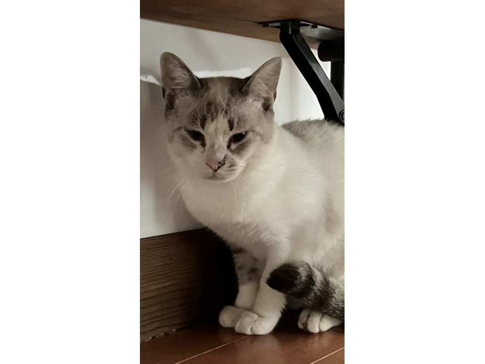 穏やかなシャム虎　ソラくん