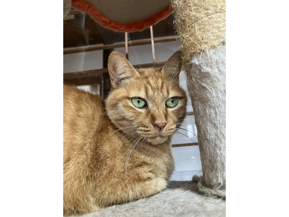 優しい茶虎のリッキーくん