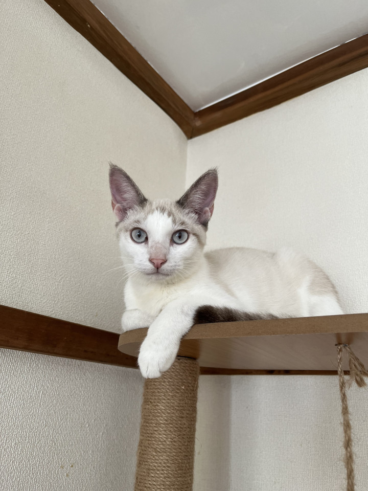 お鼻がピンクで可愛いです リボンちゃん