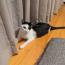 ぱっつん