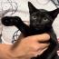 チョーちゃんさんの猫